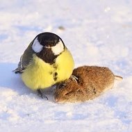 Андрей Соколов