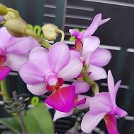 Виктория Орхидеи