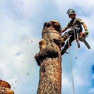 Спил Деревьев(благоустройство