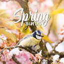 Relaxing Nature Sounds Collection - Birds Melody