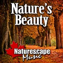 Naturescape Music - Cleansing Downpour of Rain to Restore Well…