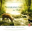 Santec Music Orchestra - Wild Flowers in the Morning Light Waldanemonen im…