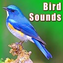 Sound Ideas - Altamira Oriole Bird Calls