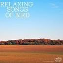 Nature Sound Band - Relaxing Nature Sound from Birds 8