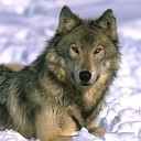 владимир сокол - одинокий волк
