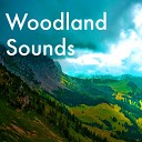 Nature Sounds Radio - Indian Flute