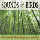 John Story - Natural Forest Sounds