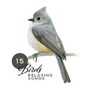 Nature Sounds Spa - Song of the Birds