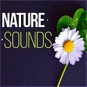Relaxing Nature Sounds Collection - Rain for a Deep Sleep
