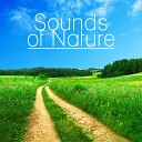 Gentle Nature Sounds Ensemble - Soothing Flute Melody
