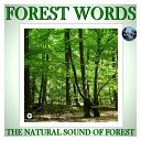 Звуки живой природы - По лесной тропинке к…