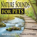John Story - Organic Sounds for Pet Anxiety