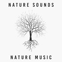 Nature Sounds Nature Music - Melody Of The Creek Original Mix