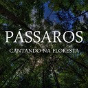 Sons da Natureza Projeto ECO Brasil - O Canto dos P ssaros na Mata Parte 04