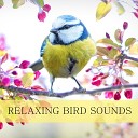 Nature Sounds - Relaxation
