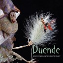 Duende - Flowers Are Singing