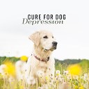 Calm Pets Music Academy - Cure for Dog Depression