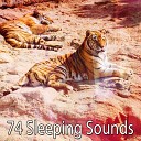 All Night Sleeping Songs to Help You Relax - The Tranquil Forest