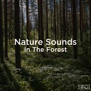 Nature Sounds Nature Sounds Nature Music - Quiet Jungle Spa