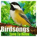 Robin Bird - Birdsongs Scene 3