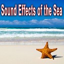 Sound Ideas - Sea Lion Single Roar with Rumble