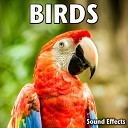 Sound Ideas - Bird Whistle Call Version 2