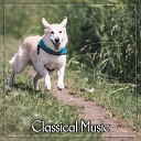 World Music Therapy - Waltz No 7 in C Sharp Minor Op 64 No 2 String Quartet…