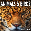 Sound Ideas - Tropical Bird Chirping and Squawking with Other Birds in…