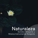 Meditacion Budista Maestros Musica Ambiental… - M sica de Fondo para Trabajar