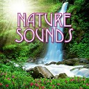 Nature s Rhythms - Nighttime Jungle Calls for Stress Release and Quiet…