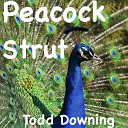 Todd Downing - Peacock Strut