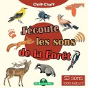 Chiff Chaff - Coucou gris