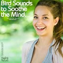 Nature Sound Band - A peaceful Forest