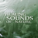 Gentle Nature Sounds Ensemble - Time for Sleep