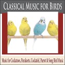 Steven Current - Minuet Music for Birds