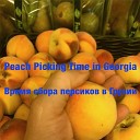 Hollolan palava pensa - Peach Picking Time in Georgia