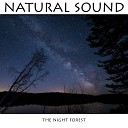 Natural sound - The night forest