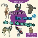Chiff Chaff - Loup