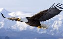 Valdes - Soaring Eagle