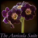 The Auricula Suite Ensemble - Dressed In Blue Original Mix