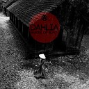 Dahlia - Nibb na