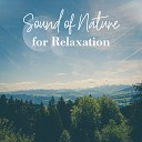 Nature Sounds Relaxation Music for Sleep Meditation Massage Therapy… - Calming Elements