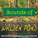 Steven Current - The Birds of Walden Pond