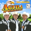 Aguila Hidalguense - Cuatro Huastecas
