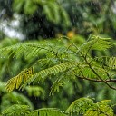 Sounds of Nature Relaxation Rain for Deep Sleep Nature Sounds for Sleep and… - Gentle Morning Drizzle