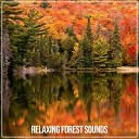 Forest Sounds - Magic Noise in the Forest
