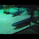 Speedy - Crank Dat Shark Attack