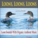 Pure Pianogonia - Call of the Loon With Soundscapes