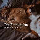 Pet Care Club - Soft Embrace Piano and Guitar