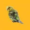 Migration Patterns Forest Textures feat Wildlife… - Bird Call